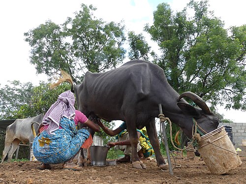 Fresh milk being taken from a buffalo into a steel pot