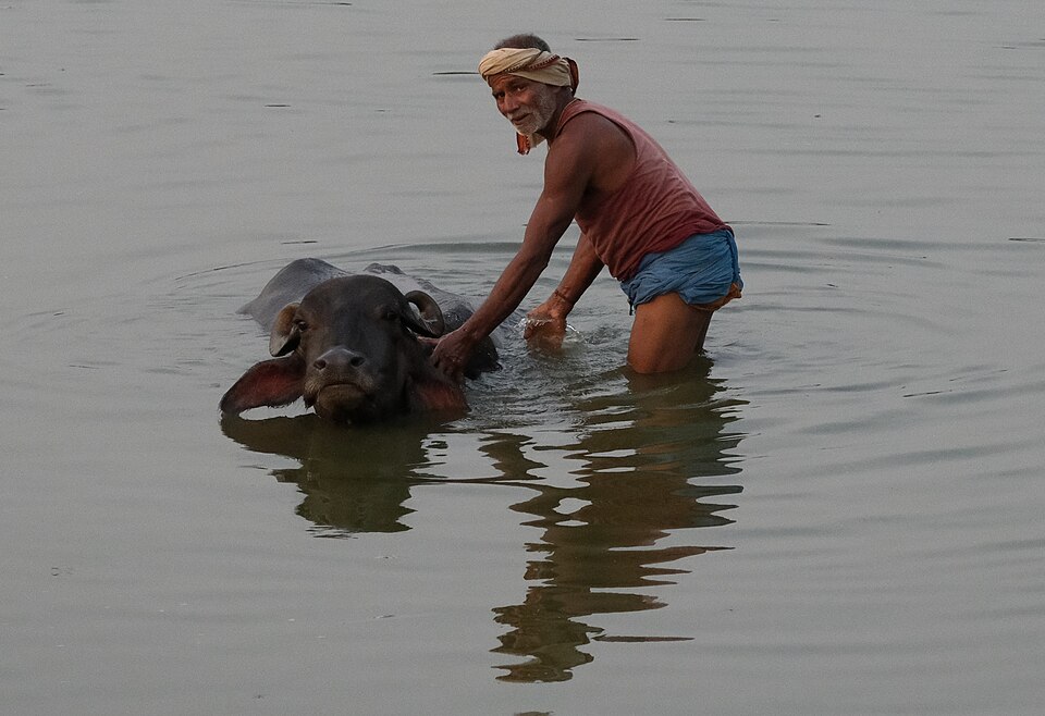 A man bathing his buffalo in the water