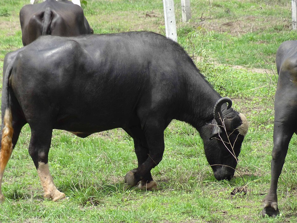Nili-Ravi buffalo grazing, showing the breed's white leg markings