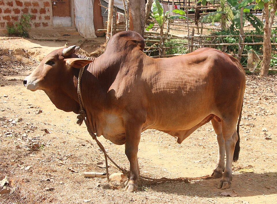 Red-brown Sahiwal cow with its hump and loose dewlap